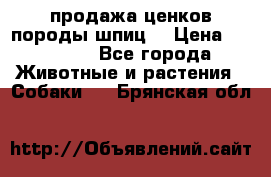 продажа ценков породы шпиц  › Цена ­ 35 000 - Все города Животные и растения » Собаки   . Брянская обл.